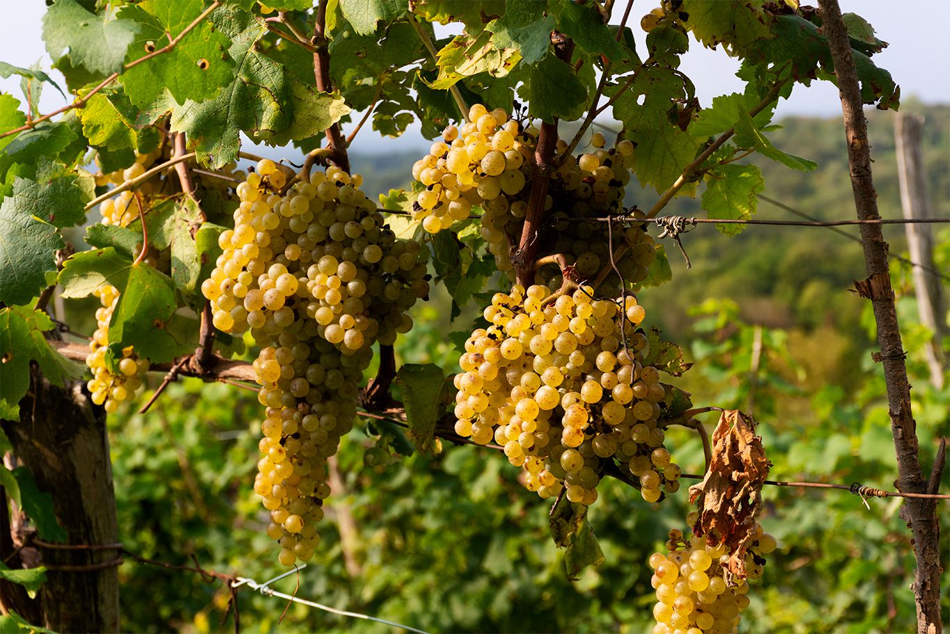 Costadila 03 VAR7134 1 1366x911px